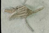 Two Fossil Crinoids (Cyathocrinites & Macrocrinus) - Indiana #150444-1